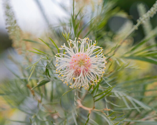 Grevillea в цвете с бледными пайетками