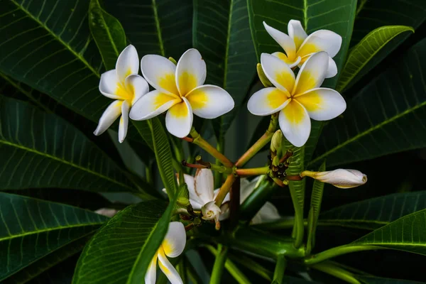 満開の白と黄色のフランジパニの花 — ストック写真