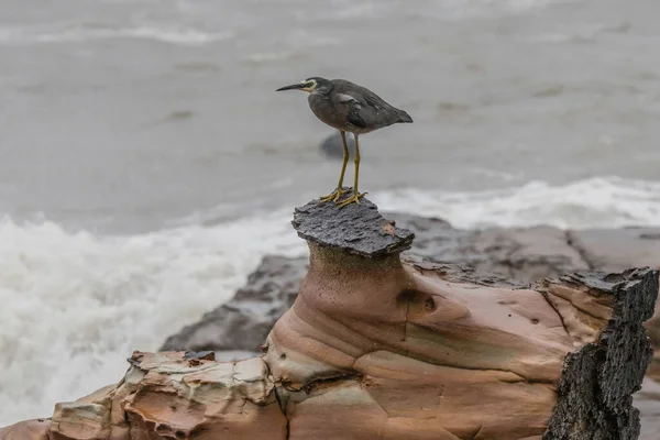 Heron Wild Sea Avoca Beach Central Coast Australia — 스톡 사진