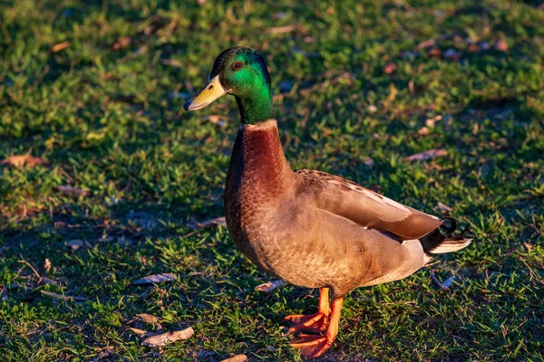 Stockente Auf Dem Gras Letzten Sonnenlicht Bei Woy Woy Nsw — Stockfoto