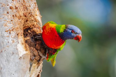 Gökkuşağı Lorikeet sakız ağacının boş bir bölümünde besleniyor. Gökkuşağı lorikeetleri de termitler tarafından oluşturulan ağaç oyuklarını Shoal Bay, Port Stephens, NSW, Avustralya 'da yuva yapmak için kullanacaklar..