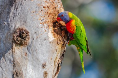 Gökkuşağı Lorikeet sakız ağacının boş bir bölümünde besleniyor. Gökkuşağı lorikeetleri de termitler tarafından oluşturulan ağaç oyuklarını Shoal Bay, Port Stephens, NSW, Avustralya 'da yuva yapmak için kullanacaklar..