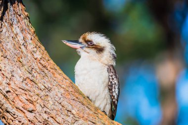 Port Stephens, NSW, Avustralya 'daki Limon Ağacı Geçidi' nde yaşayan bir Avustralyalı.