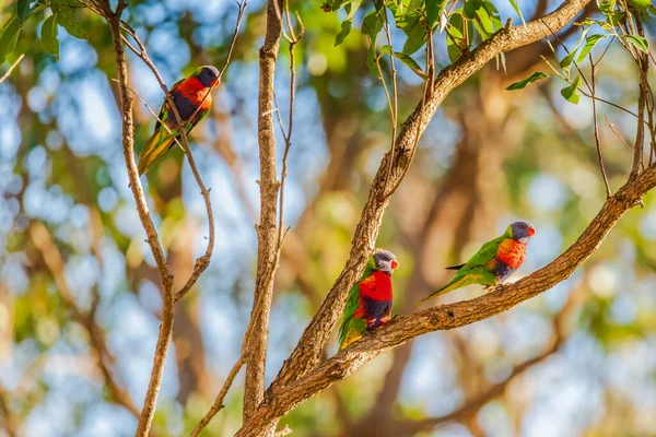 Australian 네이티브 Rainbow Lorikeets Gum Tree Lemon Tree Passage Port — 스톡 사진