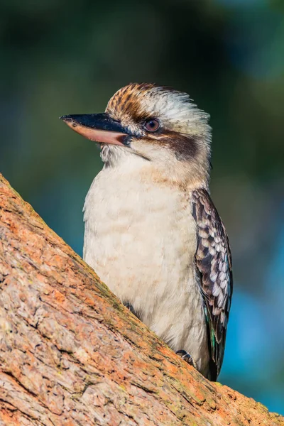 Смеясь Kookaburra Австралийский Коренной Проход Лимонного Дерева Порт Стивенс Штат — стоковое фото