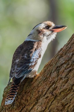 Port Stephens, NSW, Avustralya 'daki Limon Ağacı Geçidi' nde yaşayan bir Avustralyalı.