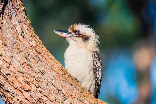 Смеясь Kookaburra Австралийский Коренной Проход Лимонного Дерева Порт Стивенс Штат — стоковое фото