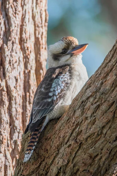 Laughing Kookaburra Een Australische Inboorling Bij Lemon Tree Passage Port — Stockfoto