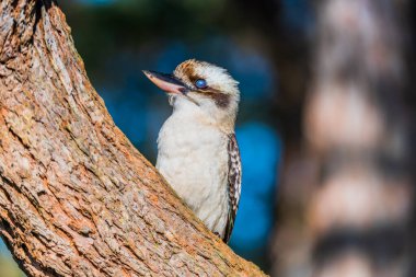 Yalıçapkını gülüşü gözünün üzerinde zarın güzelliğini gösteriyor. Port Stephens, NSW, Avustralya 'daki Limon Ağacı Geçidi' nde çekildi.