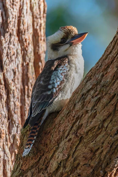 Laughing Kookaburra Een Australische Inboorling Bij Lemon Tree Passage Port — Stockfoto