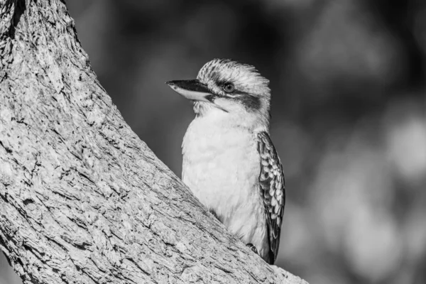 Laughing Kookaburra Een Australische Inboorling Bij Lemon Tree Passage Port — Stockfoto