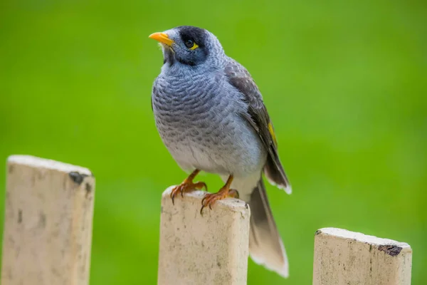 Ruidoso Pájaro Minero Pájaro Gris Con Una Cabeza Negra Pico —  Fotos de Stock