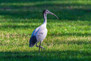 Australian White Ibis on the grass in Sydney, NSW, Australia