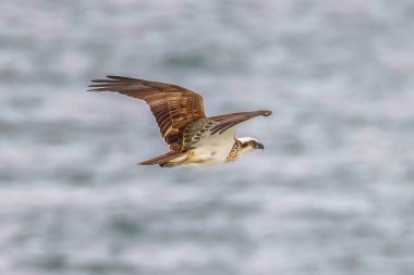 Halliday Point 'teki Doğu Osprey, NSW' nin Barrington Sahili, Avustralya..