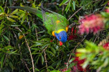 Gökkuşağı Lorikeet yağmurda Şişe Fırçası çiçeğinin nektarının tadını çıkarıyor. Woy Woy, NSW, Avustralya 'da çekildi..