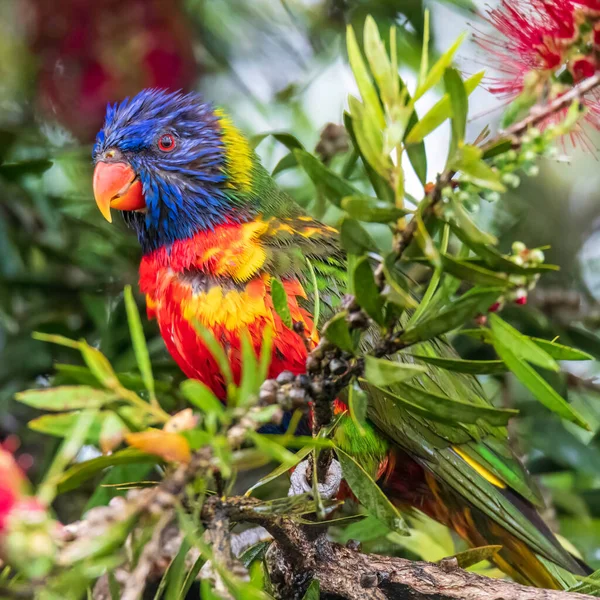 Loriquet Arc Ciel Profitant Nectar Des Fleurs Cône Brosse Bouteille — Photo