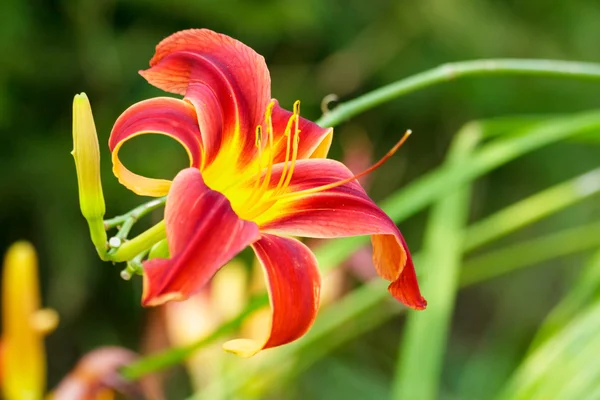 Lily