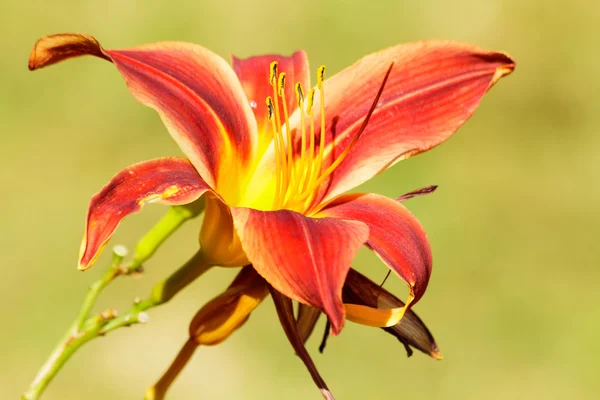Lily