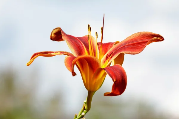 Lily