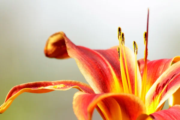 Lily