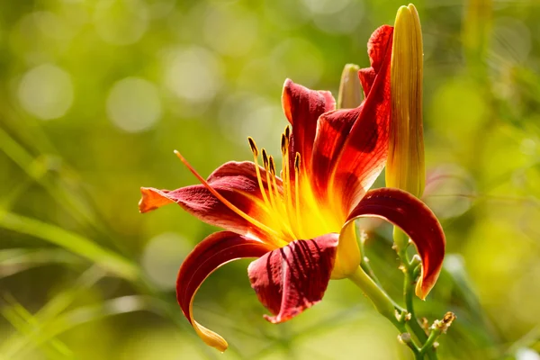 Lily