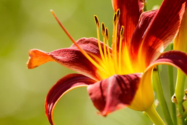 Lily