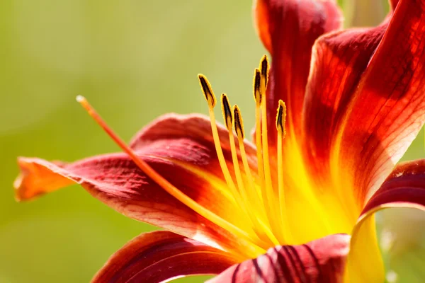 Lily