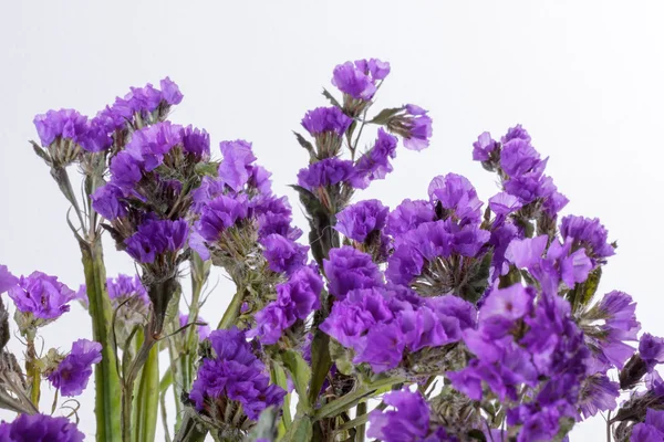 Limonium