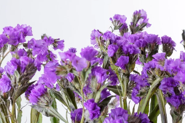 Limonium