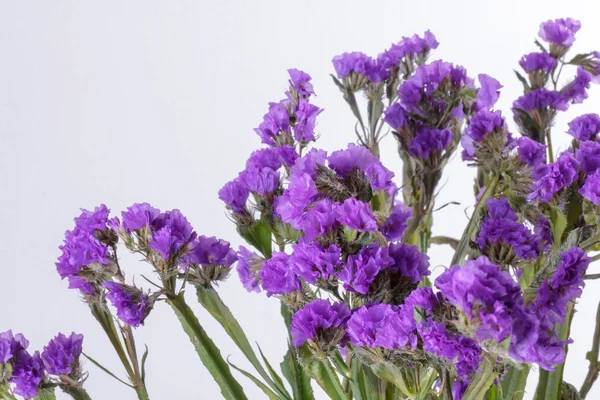 Limonium