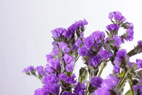 Limonium