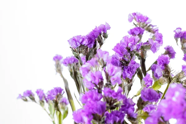 Limonium