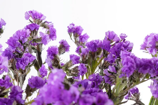 Limonium