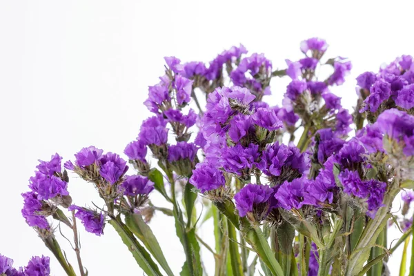 Limonium