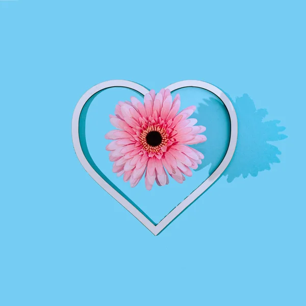 Bright Pink Gerbera Flower Heart Shaped Frame Pastel Blue Background — Fotografia de Stock