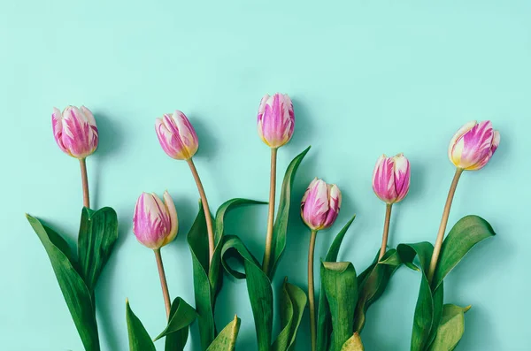 Lilac Tulips Aligned Mint Green Background Minimal Concept Spring Card — Stock Photo, Image