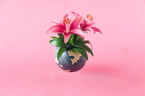 Fresh Magenta Lillies Growing Globe Pastel Pink Background Earth Day — Stock Photo, Image