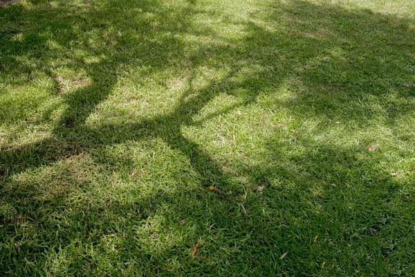 The shadow of a tree on green grass. Minimal summer romantic design for banner, print or editorial. Nature on a sunny day creative concept