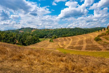 Francigena, Toskana, üzüm bağları ve zeytin ağaçları boyunca manzara