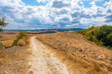 Landscape along via Francigena, Tuscany, with vineyard and olive trees clipart