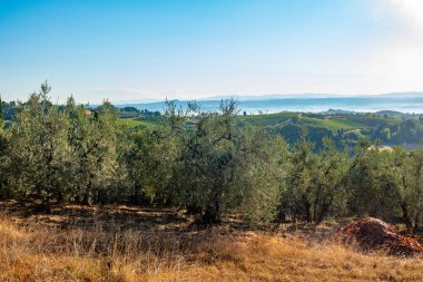 Francigena, Toskana, üzüm bağları ve zeytin ağaçları boyunca manzara