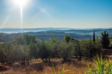 Francigena, Toskana, üzüm bağları ve zeytin ağaçları boyunca manzara