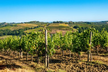Francigena, Toskana, üzüm bağları ve zeytin ağaçları boyunca manzara
