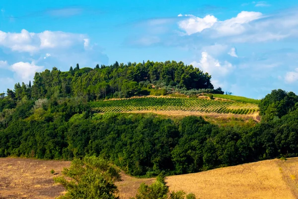 Paisagem Longo Francigena Toscana Com Vinha Oliveiras — Fotografia de Stock