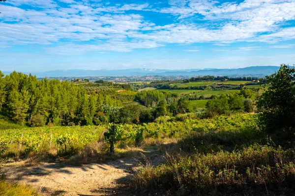 Landschaft Entlang Der Francigena Toskana Mit Weinbergen Und Olivenbäumen lizenzfreie Stockbilder