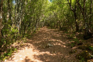 Francigena yolu boyunca ormanda tozlu bir yol, Toskana, İtalya