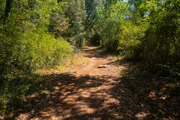 Francigena yolu boyunca ormanda tozlu bir yol, Toskana, İtalya