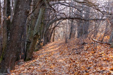 Ormanda sabahın erken saatlerinde, sıcak güneş ışığı varken ve etrafta kimse yokken.