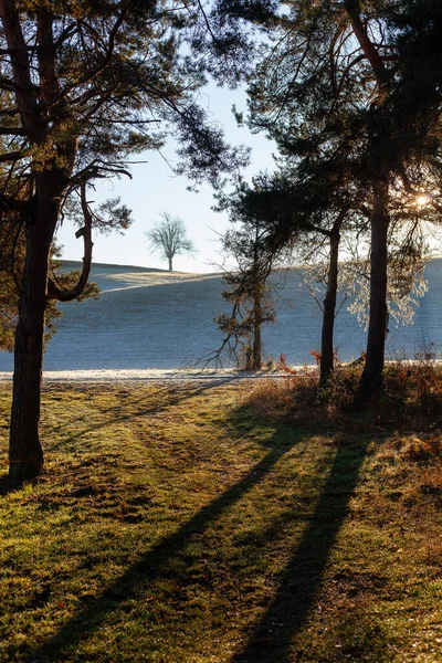 Het Bos Vroeg Ochtend Met Warm Zonlicht Niemand Buurt — Stockfoto