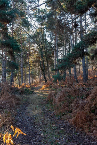 Foresta Mattina Presto Con Luce Calda Del Sole Nessuno Intorno — Foto Stock